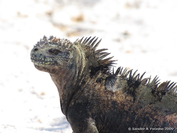 Amblyrhynchus cristatus op Las Bachas, Santa Cruz
