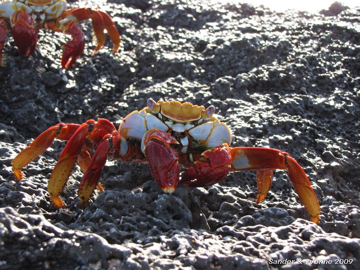 Grapsus grapsus op Las Bachas, Santa Cruz