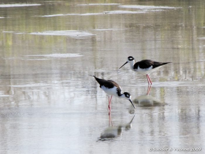 Himantopus mexicanus bij Las Bachas, Santa Cruz