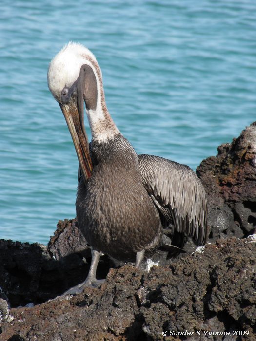 Pelecanus occidentalis op Las Bachas, Santa Cruz