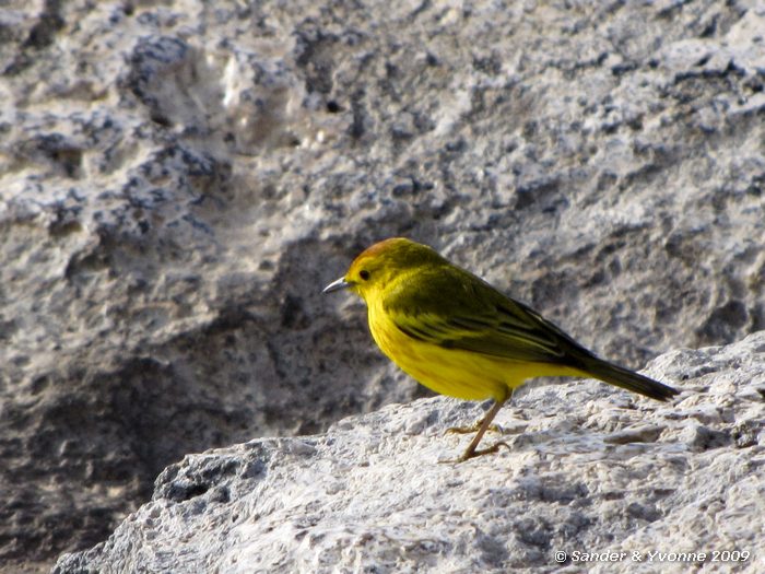 Dendroica petechia op South Plaza eiland