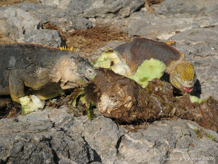 Conolophus subcristatus op South Plaza eiland