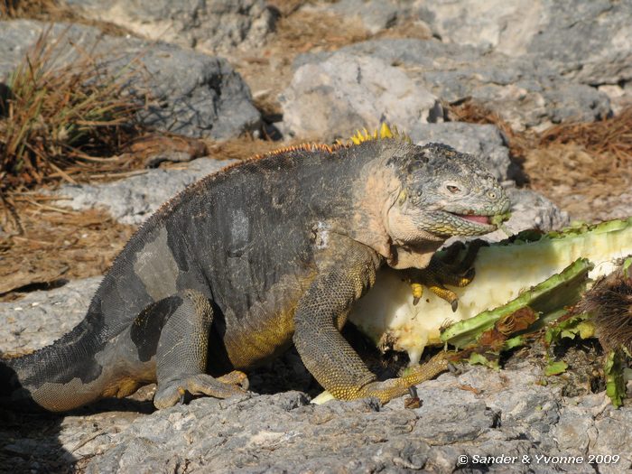 Conolophus subcristatus op South Plaza eiland