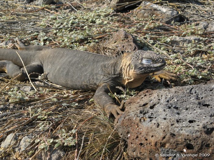 Conolophus subcristatus op South Plaza eiland