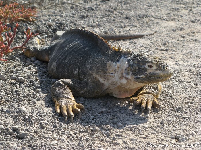 Conolophus subcristatus op South Plaza eiland