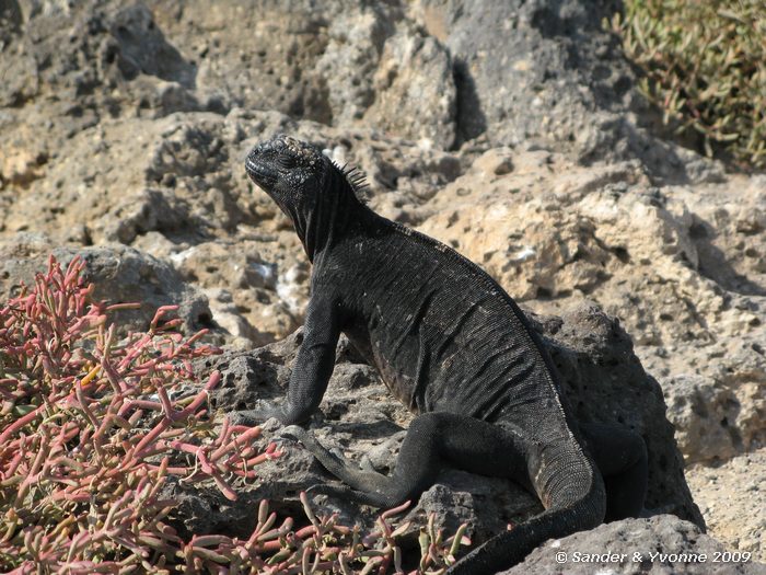 Amblyrhynchus cristatus op South Plaza eiland