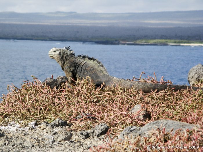 Amblyrhynchus cristatus op South Plaza eiland