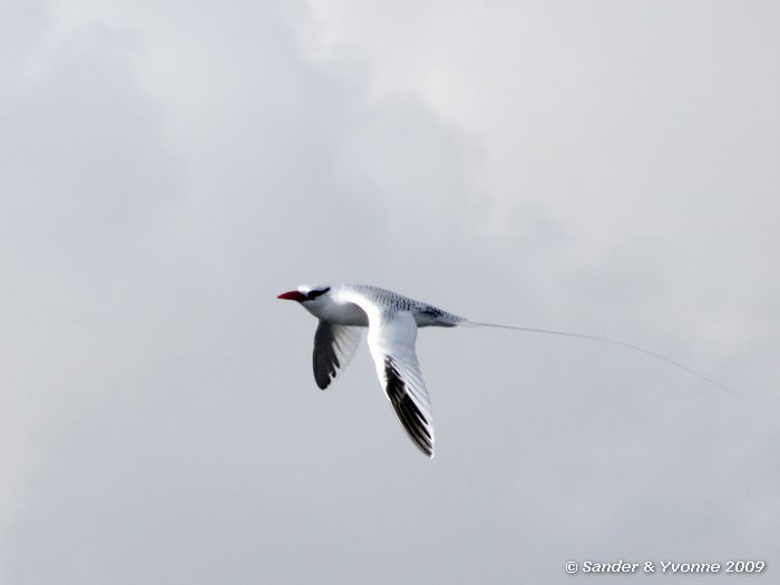 Phaethon aethereus op South Plaza eiland