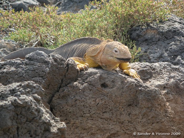 Conolophus subcristatus op South Plaza eiland