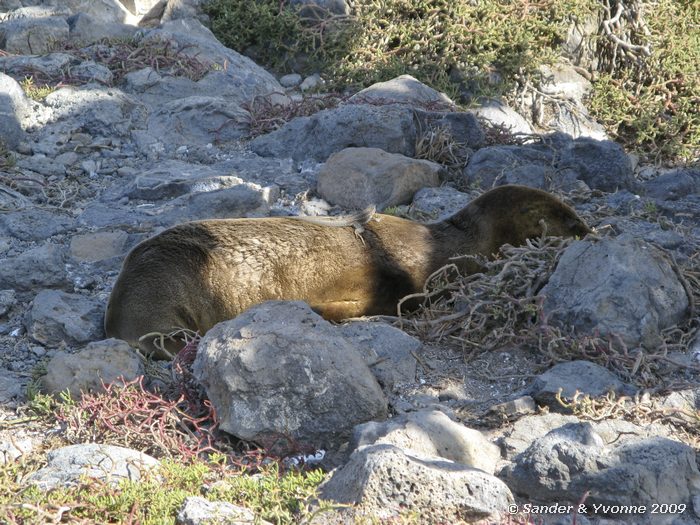 Zalophus wollebaeki op South Plaza eiland