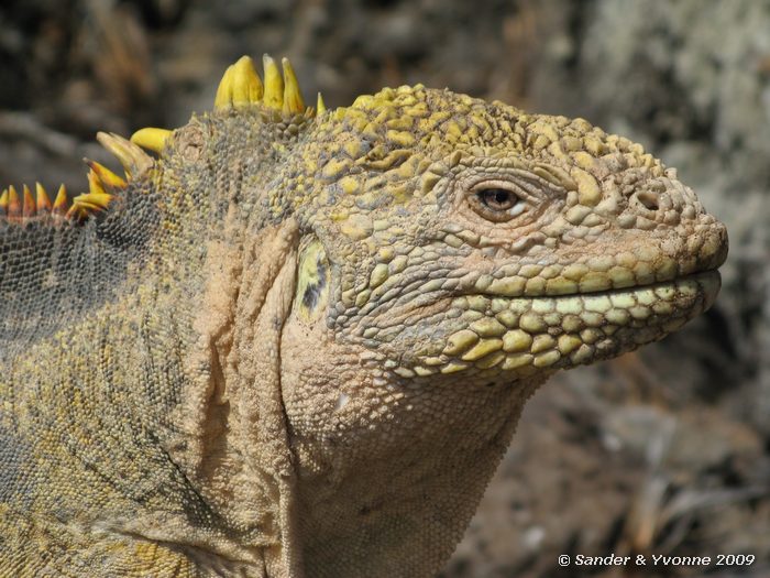 Conolophus subcristatus op South Plaza eiland