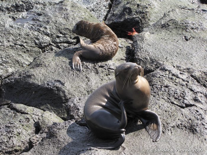 Zalophus wollebaeki op South Plaza eiland