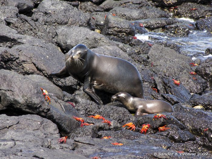 Zalophus wollebaeki op South Plaza eiland