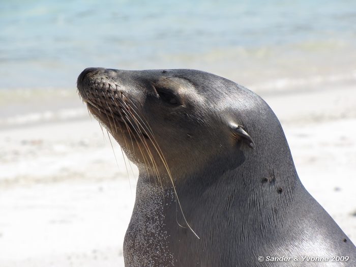 Zalophus wollebaeki op Santa Fe eiland