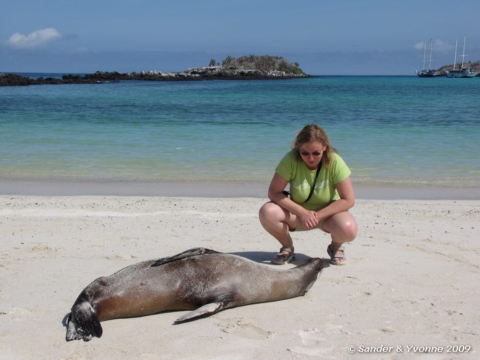 Zalophus wollebaeki op Santa Fe eiland