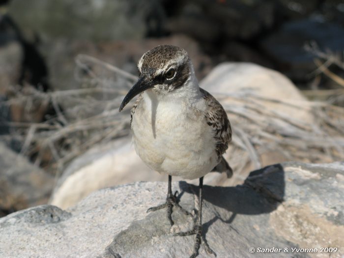 Nesomimus parvulus op Santa Fe eiland