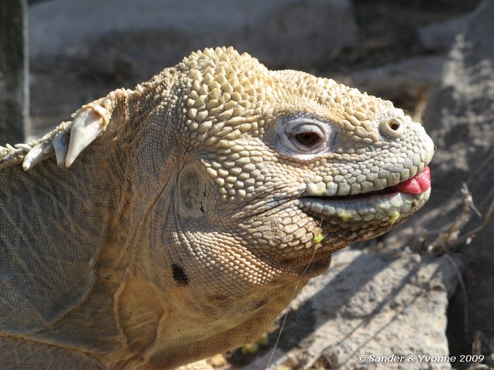 Conolophus pallidus op Santa Fe eiland