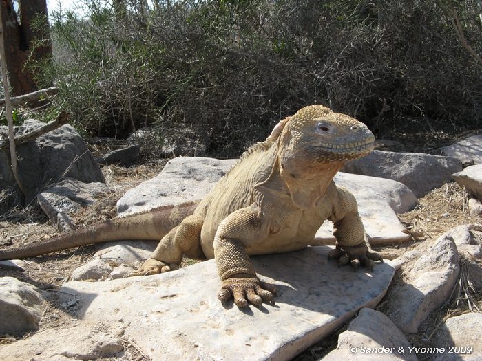 Conolophus pallidus op Santa Fe eiland