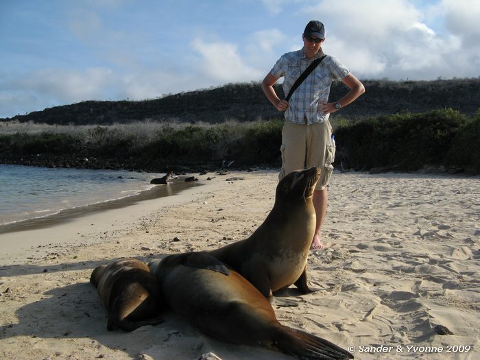 Zalophus wollebaeki op Santa Fe eiland