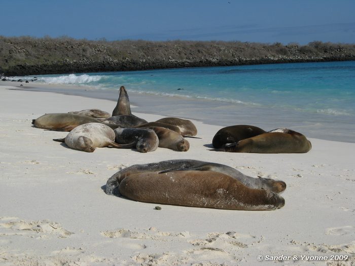 Zalophus wollebaeki in Gardner bay, Espanola eiland