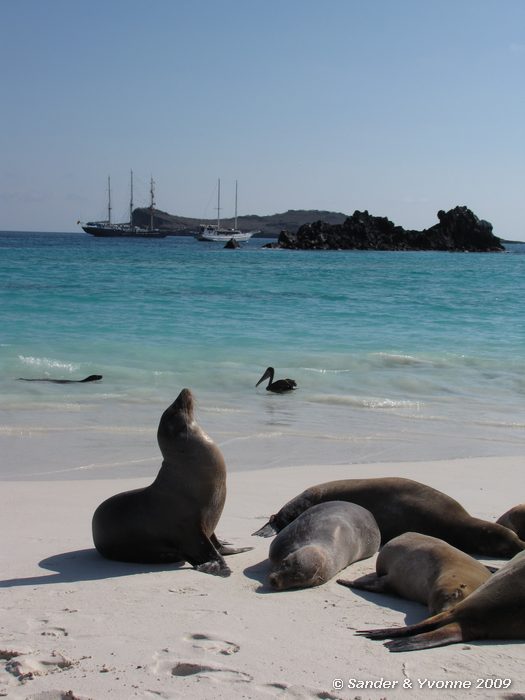 Zalophus wollebaeki in Gardner bay, Espanola eiland