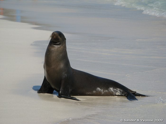 Zalophus wollebaeki in Gardner bay, Espanola eiland