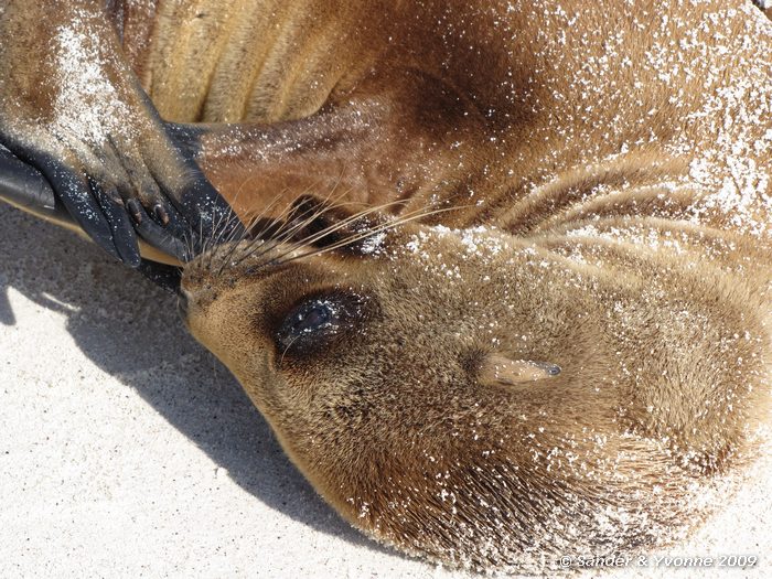 Zalophus wollebaeki in Gardner bay, Espanola eiland