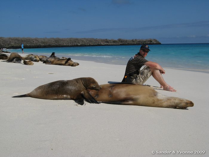 Zalophus wollebaeki in Gardner bay, Espanola eiland