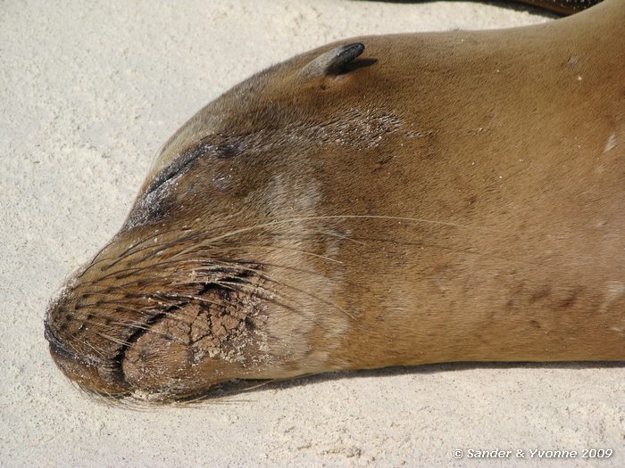 Zalophus wollebaeki in Gardner bay, Espanola eiland