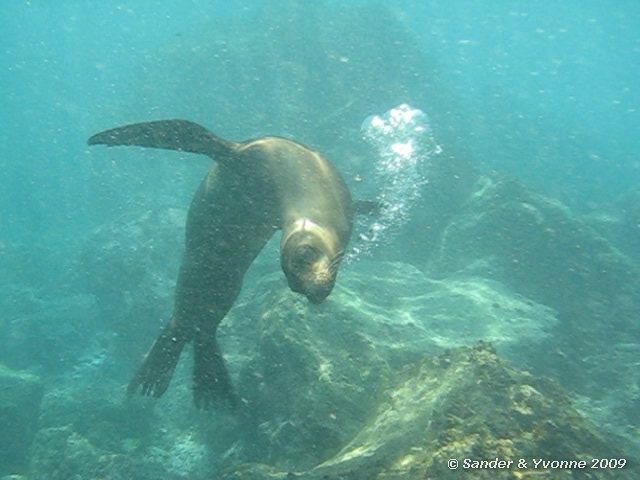 Zalophus wollebaeki in Gardner bay, Espanola eiland