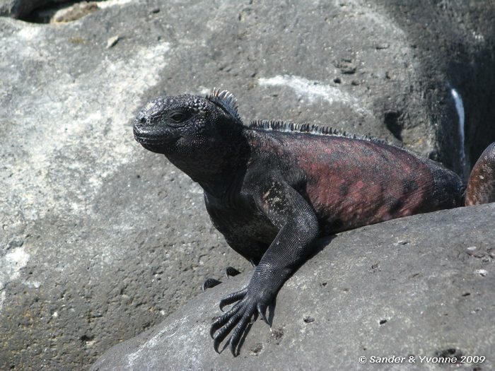 Amblyrhynchus cristatus op Puenta Suarez, Espanola eiland