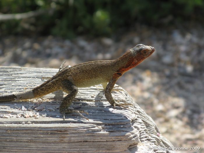 Microlophus spp. op Puenta Suarez, Espanola eiland
