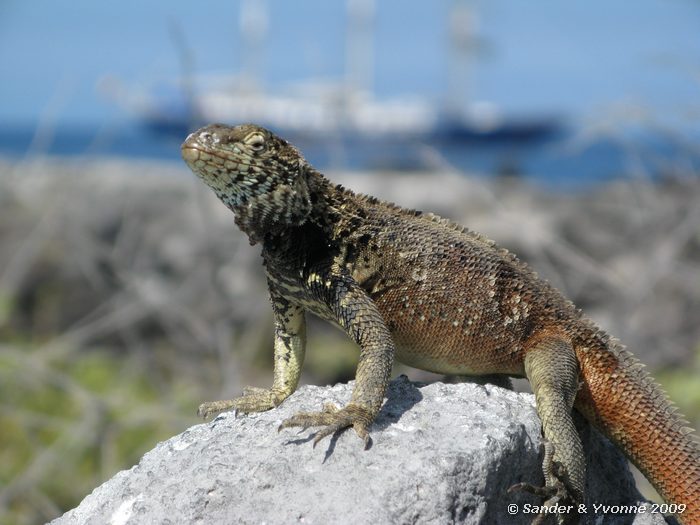 Microlophus spp. op Puenta Suarez, Espanola eiland