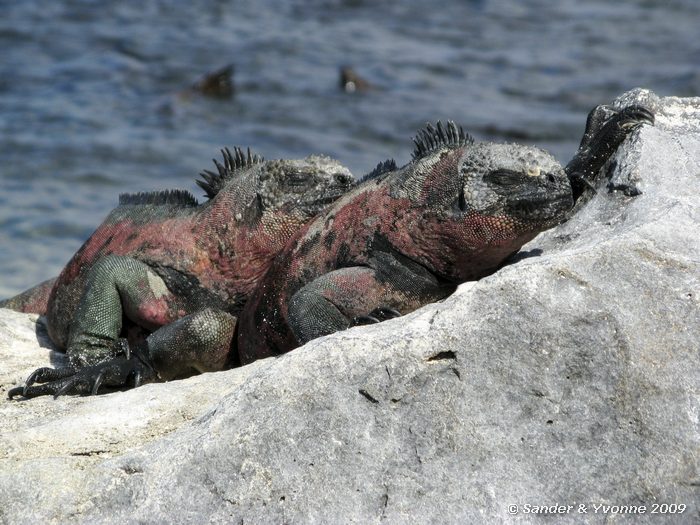 Amblyrhynchus cristatus op Puenta Suarez, Espanola eiland