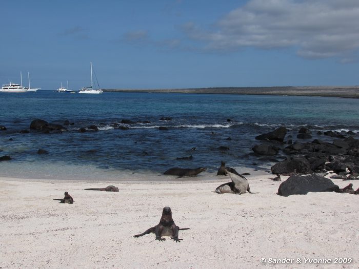 Amblyrhynchus cristatus en zalophus wollebaeki op Puenta Suarez, Espanola eiland
