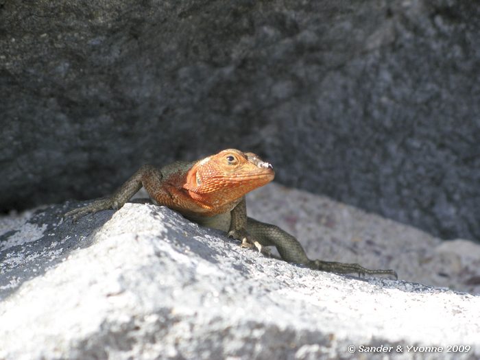 Microlophus spp. op Puenta Suarez, Espanola eiland