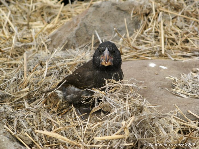 Geospiza conirostris op Puenta Suarez, Espanola eiland