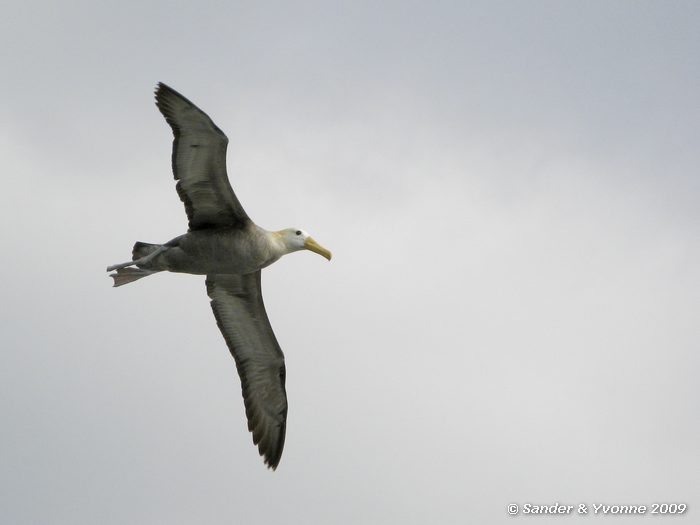 Phoebastria irrorata bij Puenta Suarez, Espanola eiland