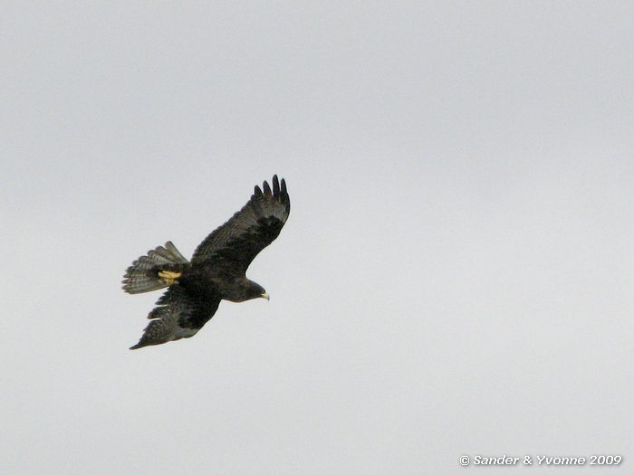 Buteo galapagoensis bij Puenta Suarez, Espanola eiland