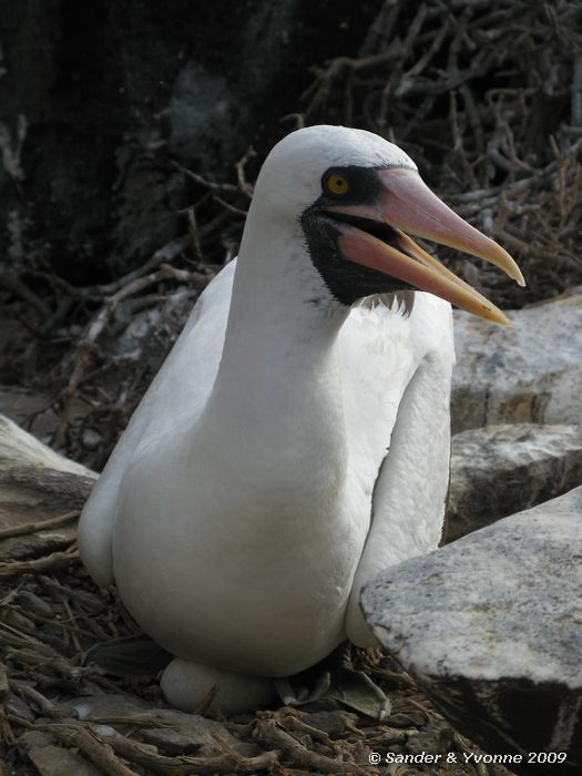 Sula granti op Puenta Suarez, Espanola eiland
