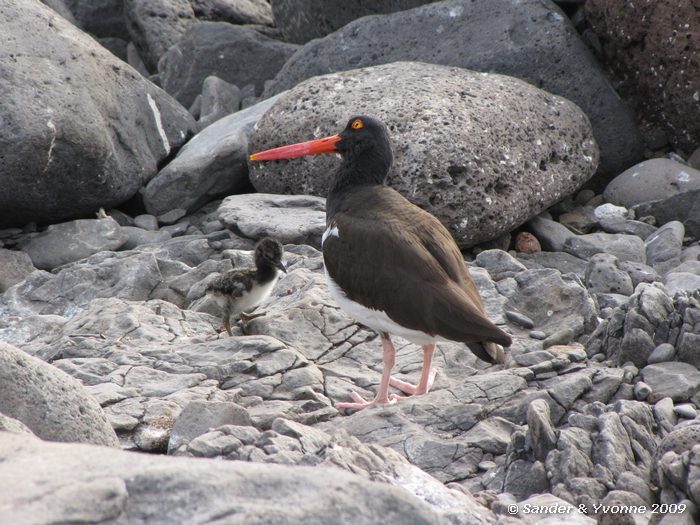 Haematopus palliatus op Puenta Suarez, Espanola eiland
