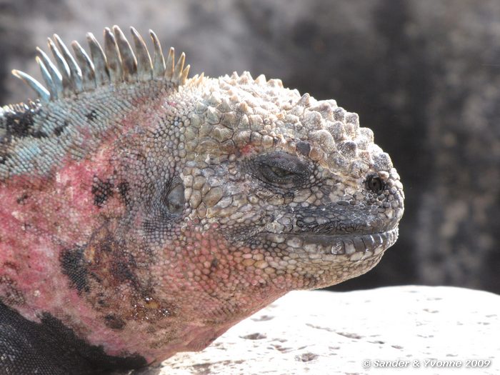 Amblyrhynchus cristatus op Puenta Suarez, Espanola eilandAmblyrhynchus cristatus
