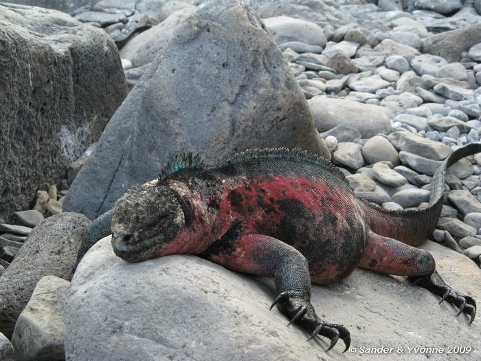 Amblyrhynchus cristatus op Puenta Suarez, Espanola eilandAmblyrhynchus cristatus