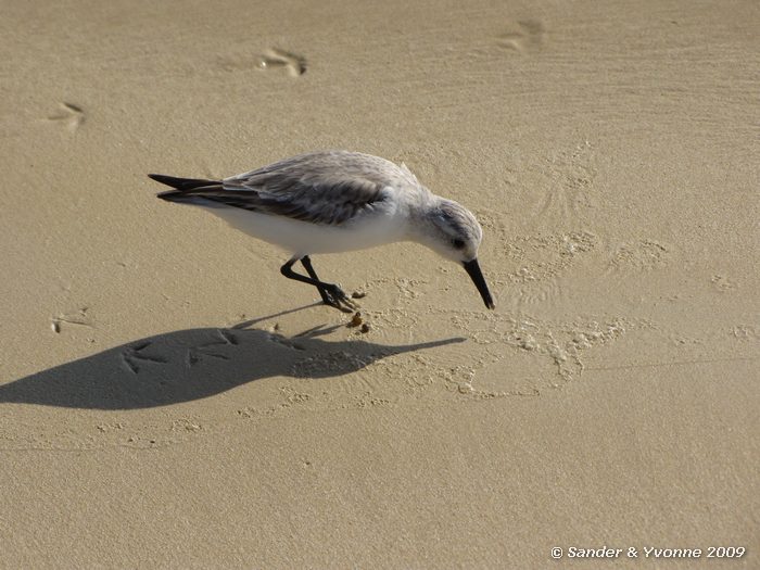 Calidris alba op Cormorant point, Floreana eiland