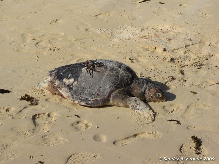 Chelonia mydas agassisi op Cormorant point, Floreana eiland