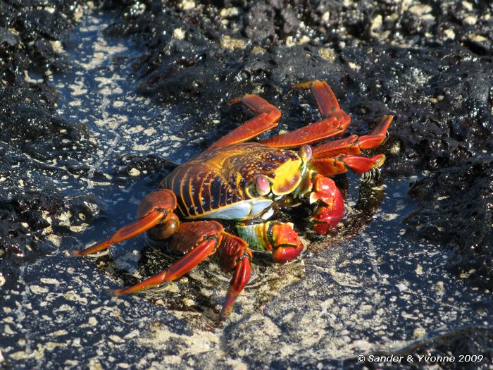 Grapsus grapsus op Cormorant point, Floreana eiland