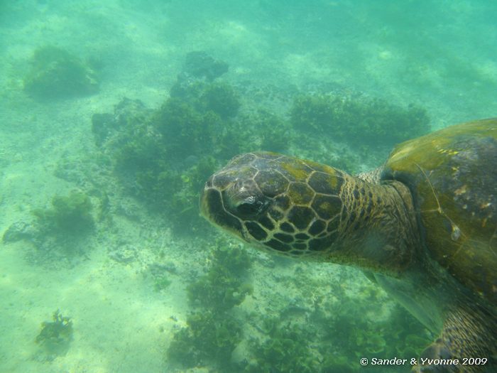 Chelonia mydas agassisi bij Cormorant point, Floreana eiland