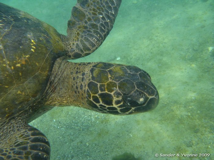 Chelonia mydas agassisi bij Cormorant point, Floreana eiland