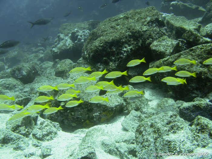 Lutjanus viridis, North Seymour