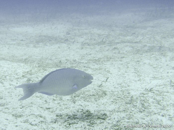 Scarus ghobban, North Seymour